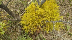 Misodendrum punctulatum