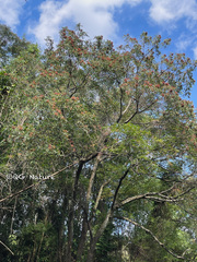 Tetradium glabrifolium