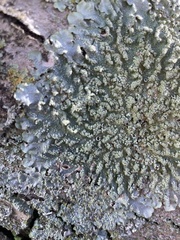 Punctelia subrudecta