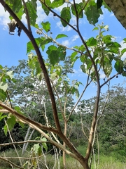 Solanum crinitum