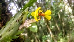 Lockhartia oerstedii