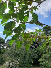 Solanum crinitum