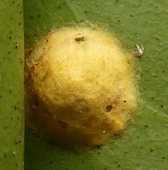 Alpaida