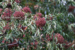 Tetradium glabrifolium