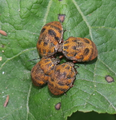 Orsilochides stictica