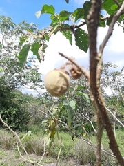 Solanum crinitum