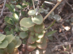 Crassula cordata