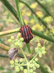 Graphosoma italicum