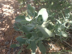 Cotyledon velutina
