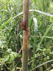 Cyrtotrachelus thompsoni