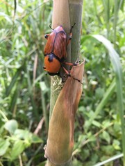 Cyrtotrachelus thompsoni