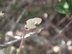 Crassula cordata