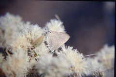 Leucosphaera bainesii