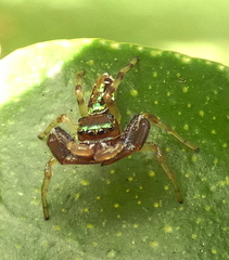 Lurio