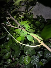 Trimeresurus macrops