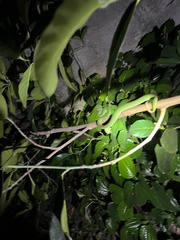 Trimeresurus macrops