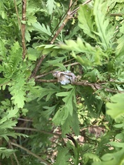Bradypodion ventrale