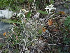 Leontopodium campestre
