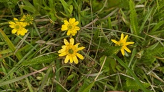 Ranunculus peduncularis