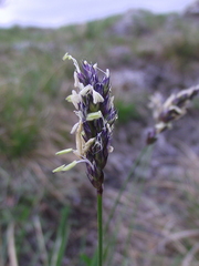 Sesleria sadleriana