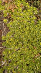 Azorella trifurcata