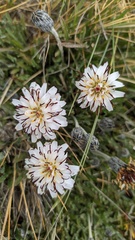 Hypochaeris incana