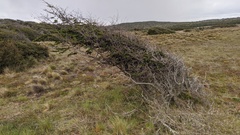 Nothofagus antarctica