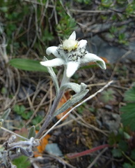 Leontopodium campestre
