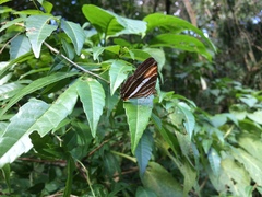 Adelpha syma