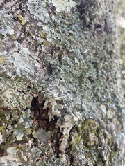 Ramalina canariensis