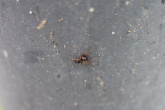 Trachelidae
