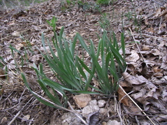 Sternbergia colchiciflora