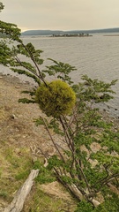 Misodendrum punctulatum