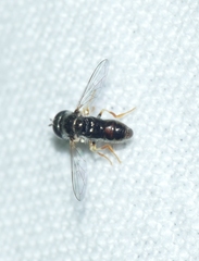 Paragus tibialis
