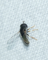 Paragus tibialis