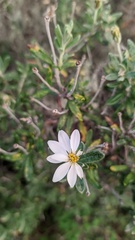 Chiliotrichum diffusum