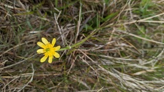 Ranunculus peduncularis