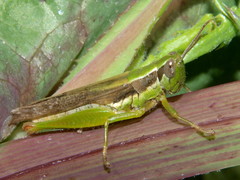 Oxya hyla