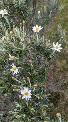 Chiliotrichum diffusum