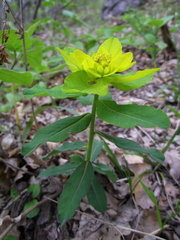 Euphorbia epithymoides