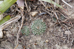 Aylostera flavistyla