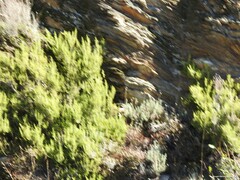 Erica arborea