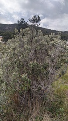 Chiliotrichum diffusum