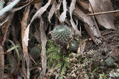 Aylostera flavistyla