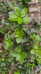 Berberis ilicifolia