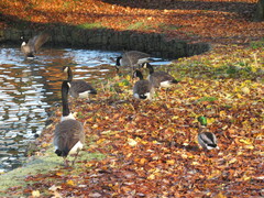 Branta canadensis
