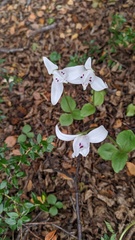 Codonorchis lessonii