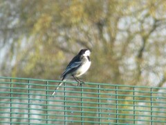 Motacilla alba yarrellii