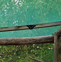 Papilio nireus