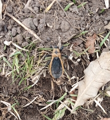 Ectrichodia crux